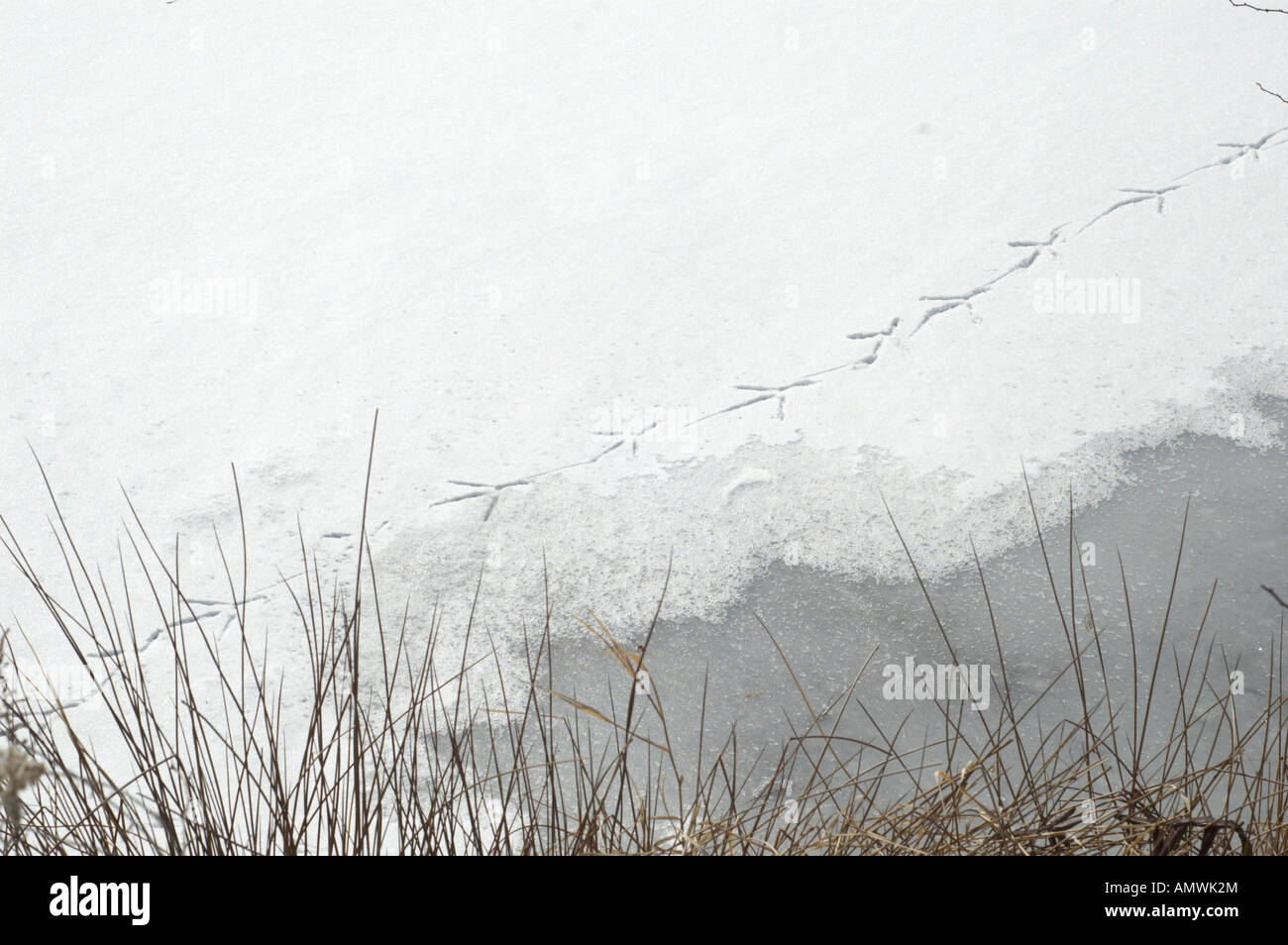 Great blue heron tracks hires stock photography and images Alamy