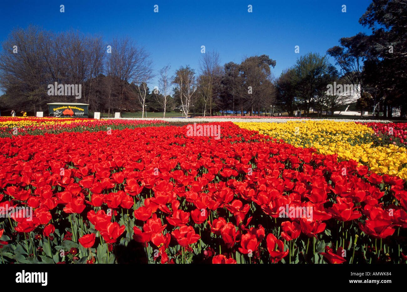 Red yellow flowering tulips and trees, Canberra, Australian Capital