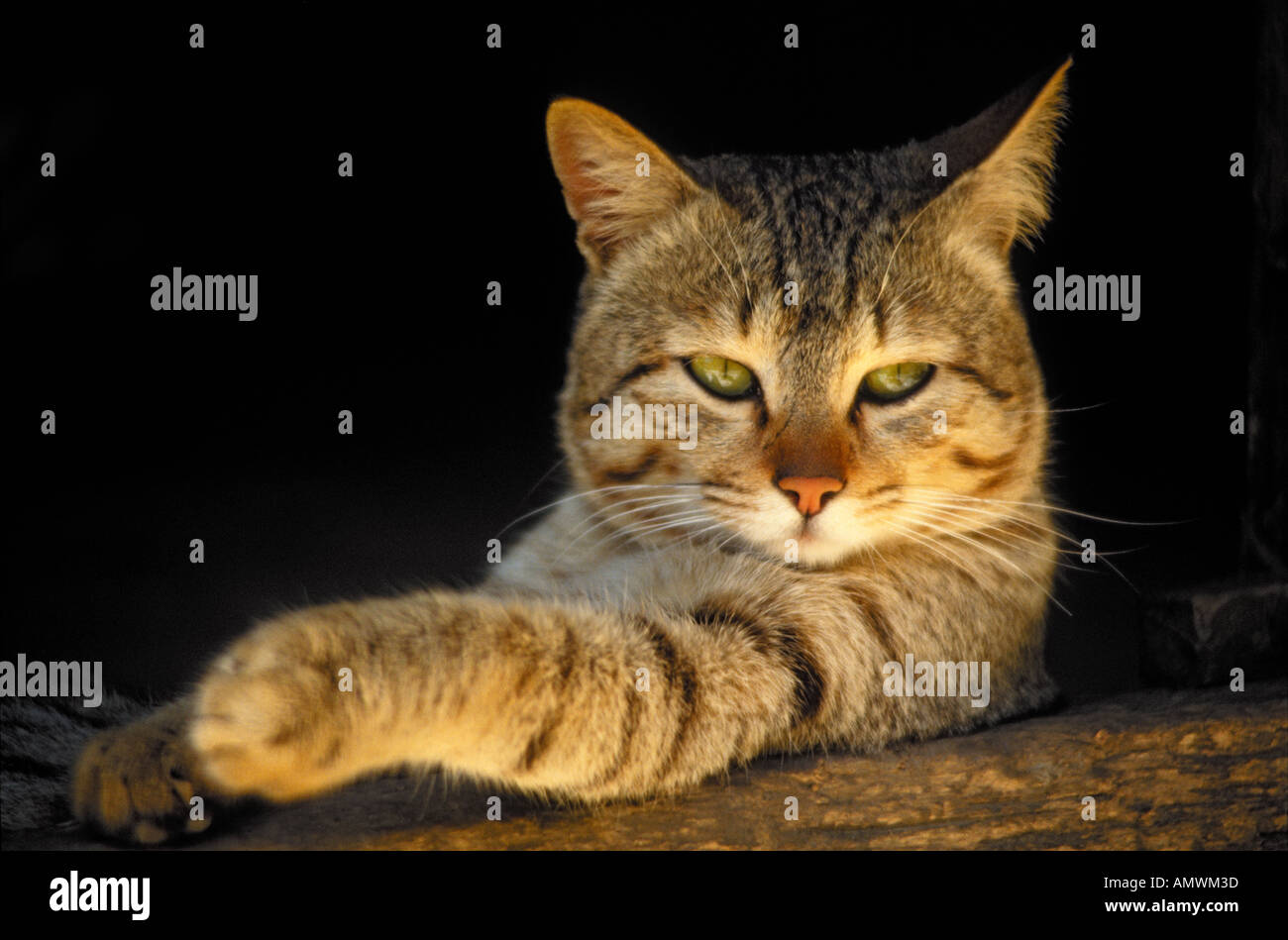 Ginger brown tabby cat, portrait Stock Photo