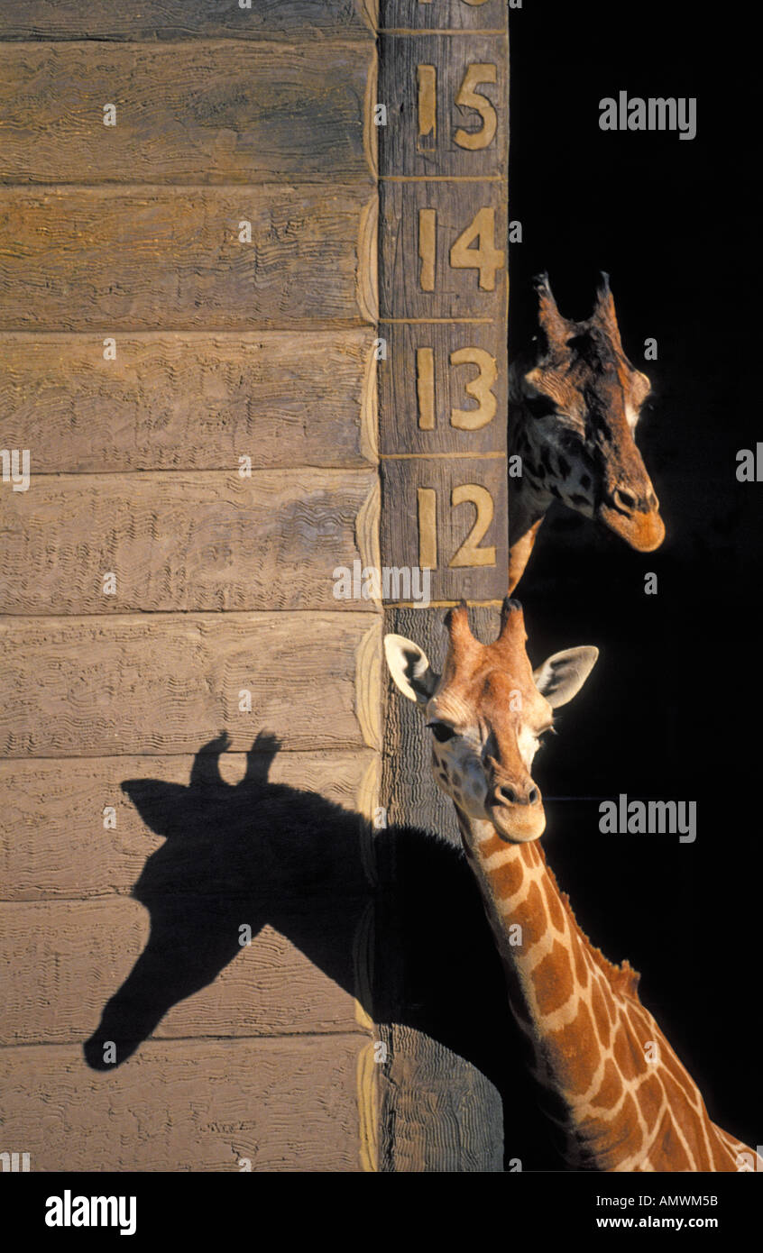 Two Giraffes standing tall Stock Photo - Alamy