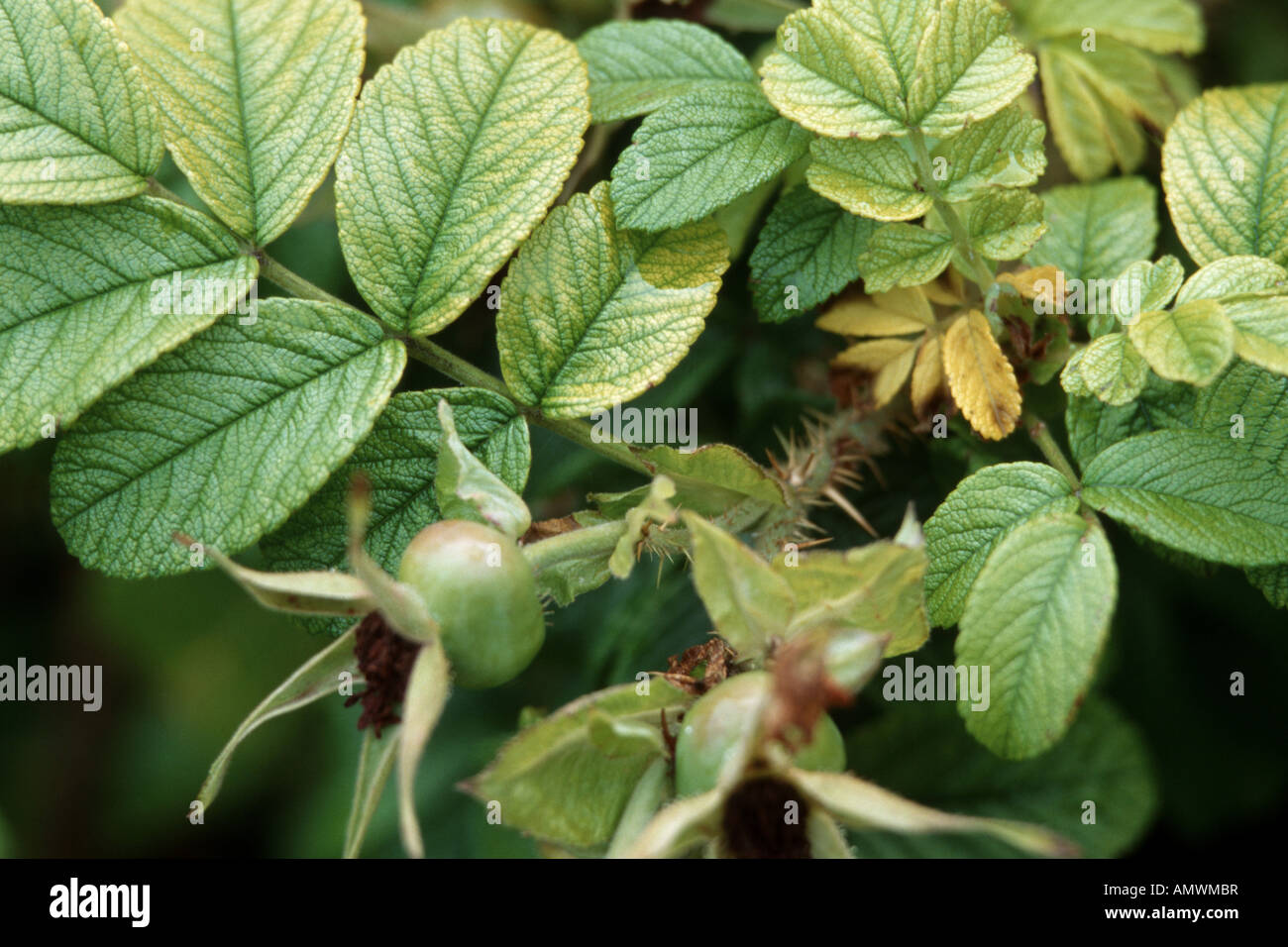 rugosa rose, Japanese rose (Rosa rugosa), with chlorosis caused by iron deficiency Stock Photo