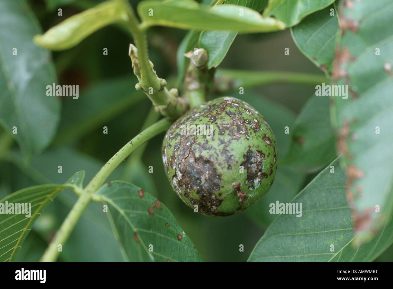 walnut (Juglans regia), fruit with Marssoniella juglandis Stock Photo