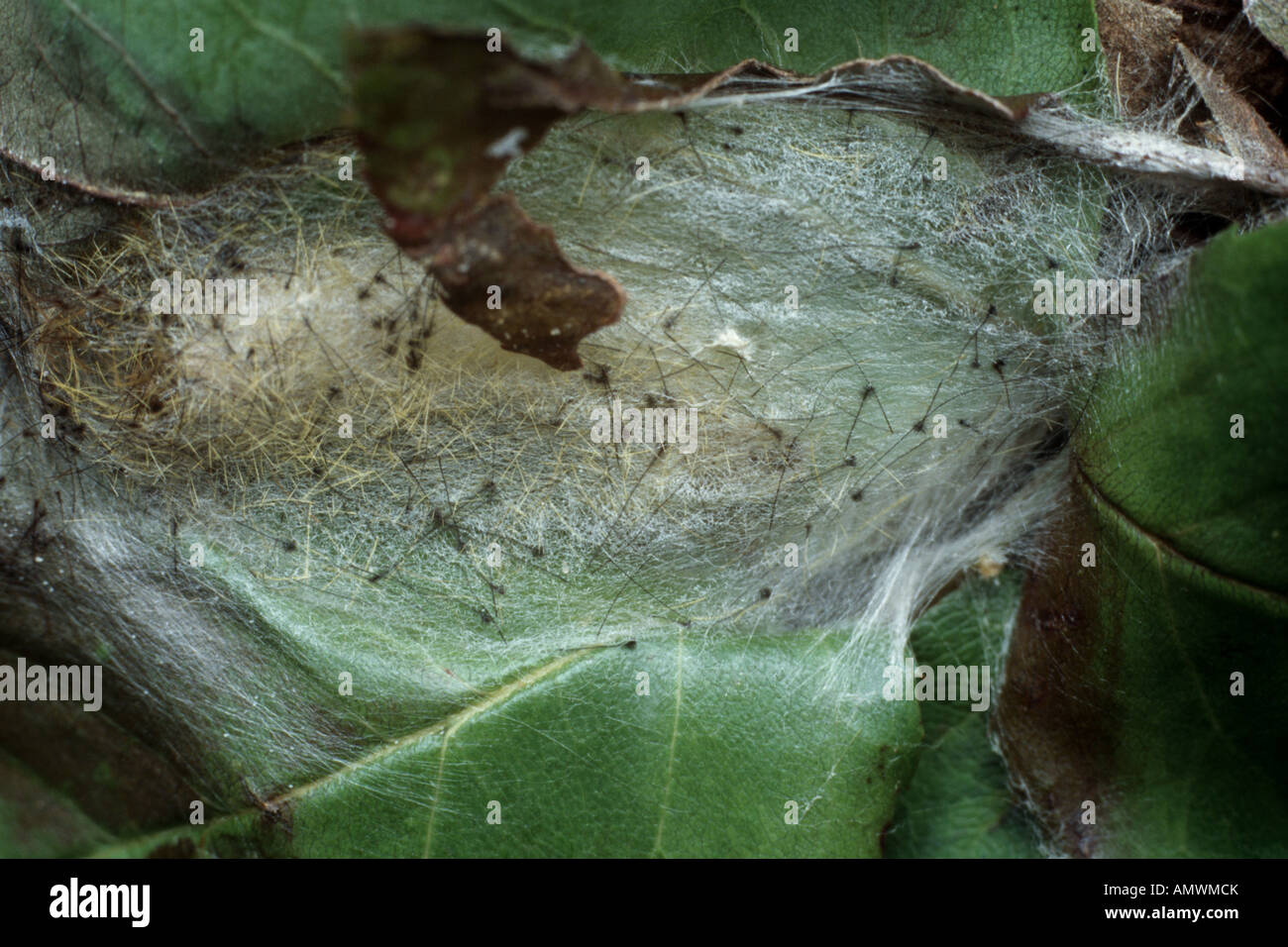 vapourer moth, common vapourer, rusty tussock moth (Orgyia antiqua, Orgyia recens), coccon of metamorphosis Stock Photo