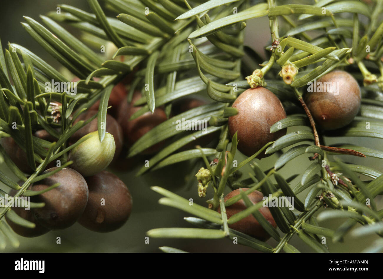 Japanese Plum Yew, Chinese Plum Yew (Cephalotaxus harringtonia), twigs with seeds Stock Photo