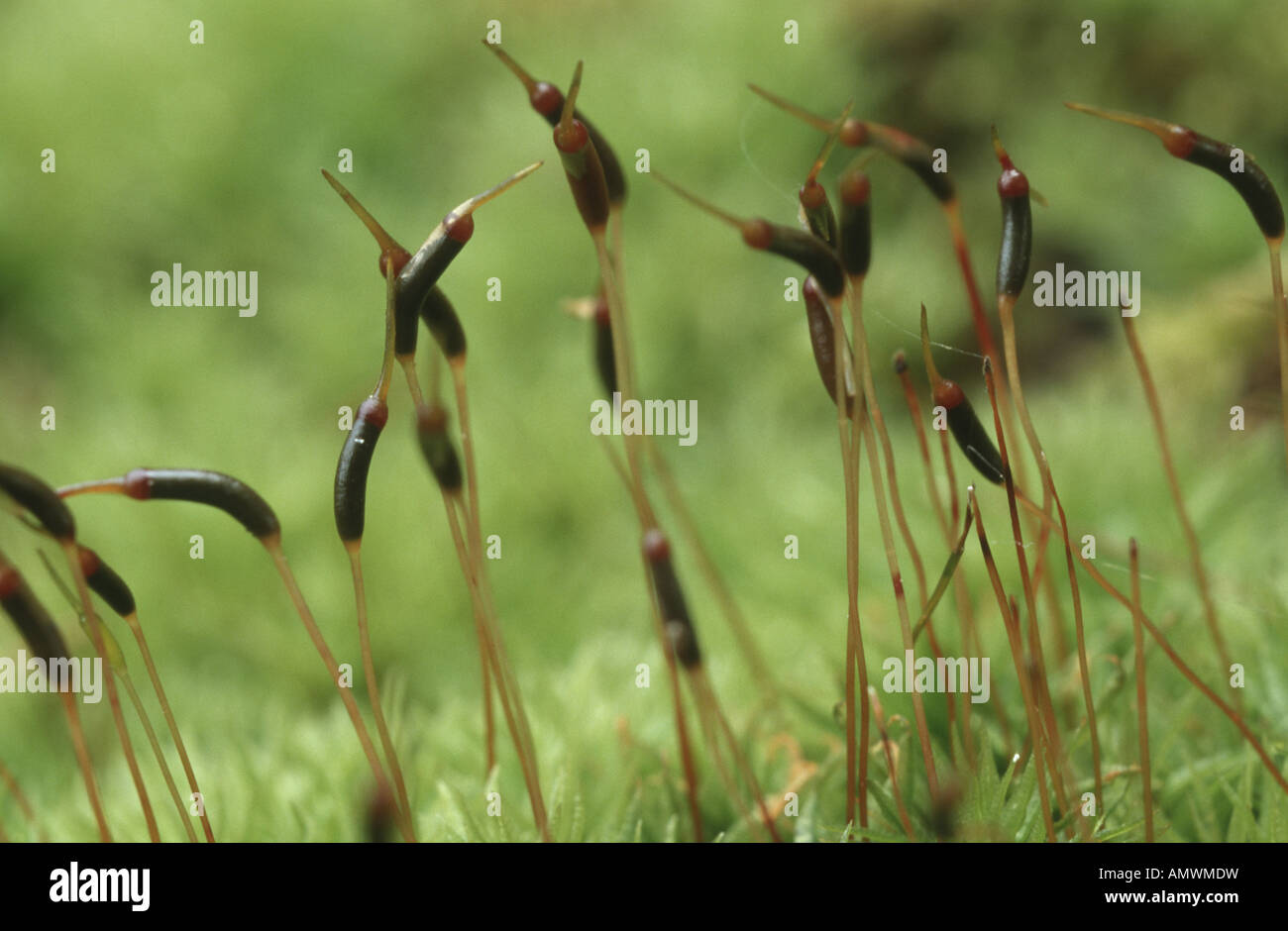 brachythecium moss (Brachythecium velutinum), sporophytes Stock Photo