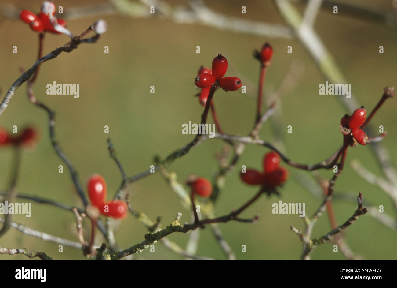 flowering dogwood, American boxwood (Cornus florida), twigs with fruits
