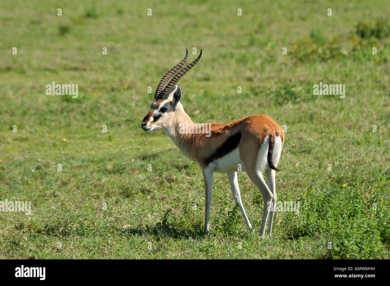 Thomson's gazelle with large curved antlers on the green grass savannah ...