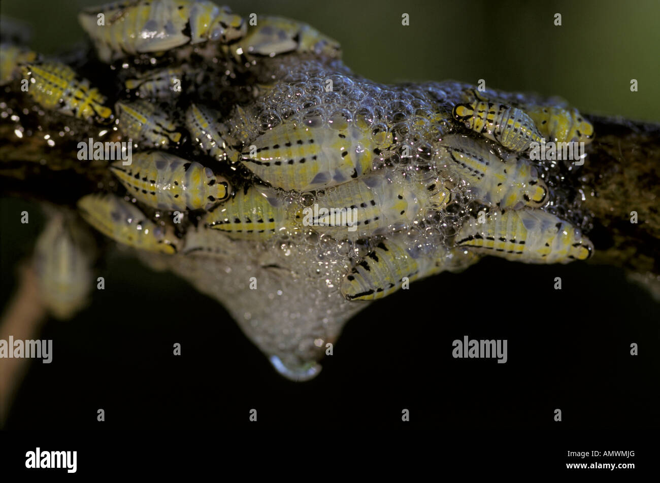Spittle bug  (Ptyelus grossus) on rain tree (Lonchocarpus capassa) bug is a frog-hopperorder hemiptera Stock Photo