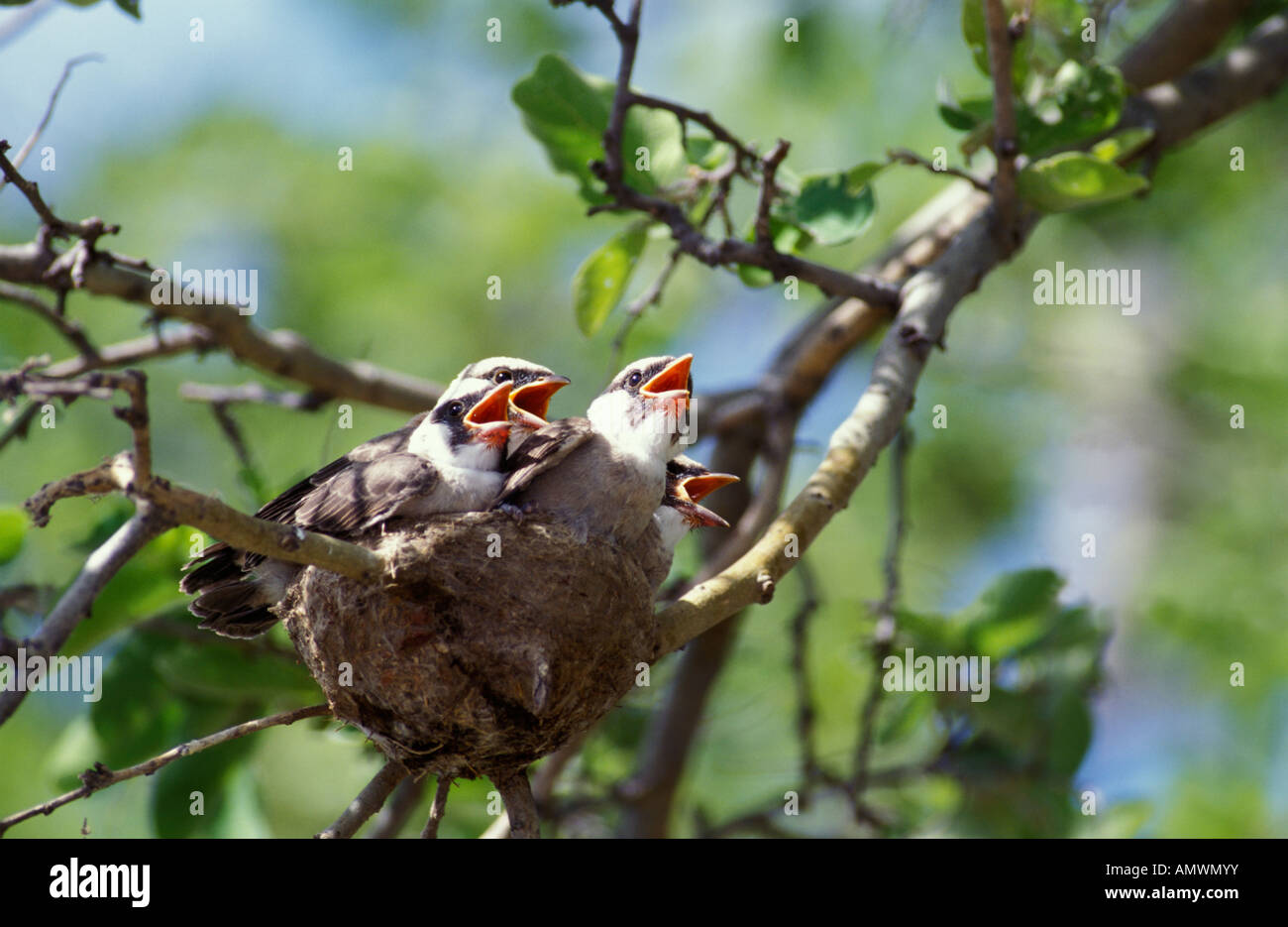 White-crowned shrike chicks (Eurocephalus anguitimens) with open beaks calling for food while crowded in their nest Stock Photo