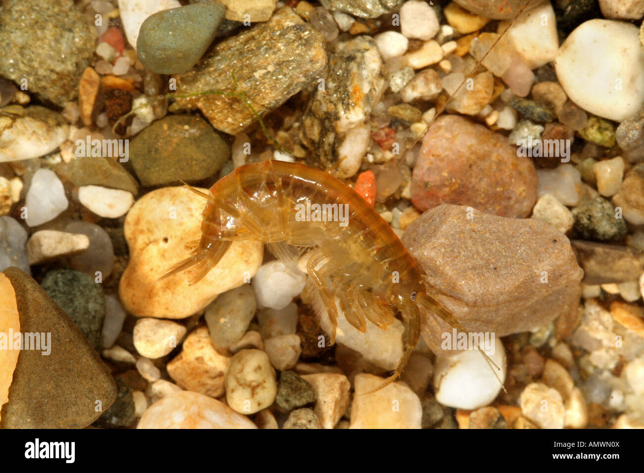 common freshwater amphipod, common riverine amphipod, common freshwater shrimp, (Gammarus pulex), Germany, Bavaria, Staffelseea Stock Photo