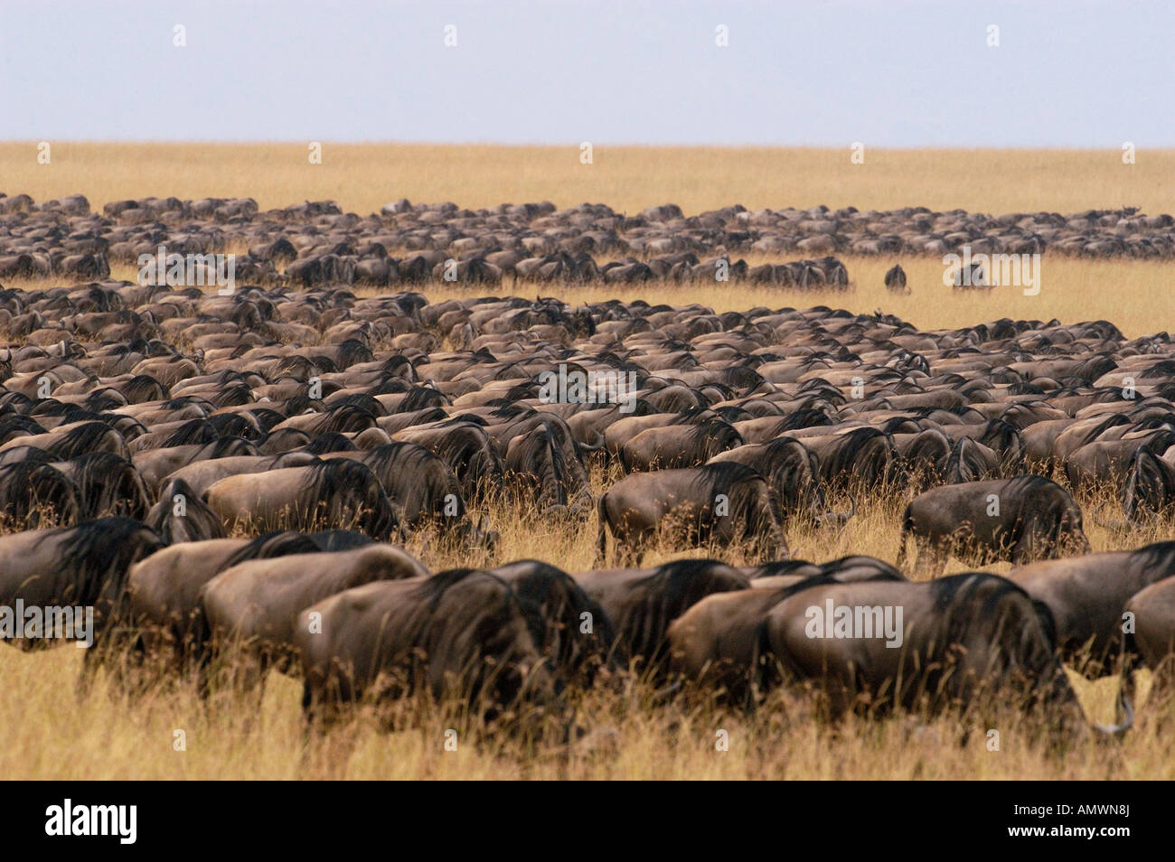 Large mass of tightly packed of wildebeest grazing while on the move during their annual migration Stock Photo