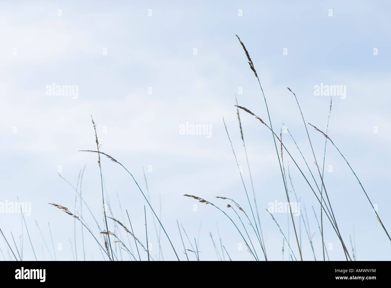 Wild Grass Seed Stems and Sky Stock Photo