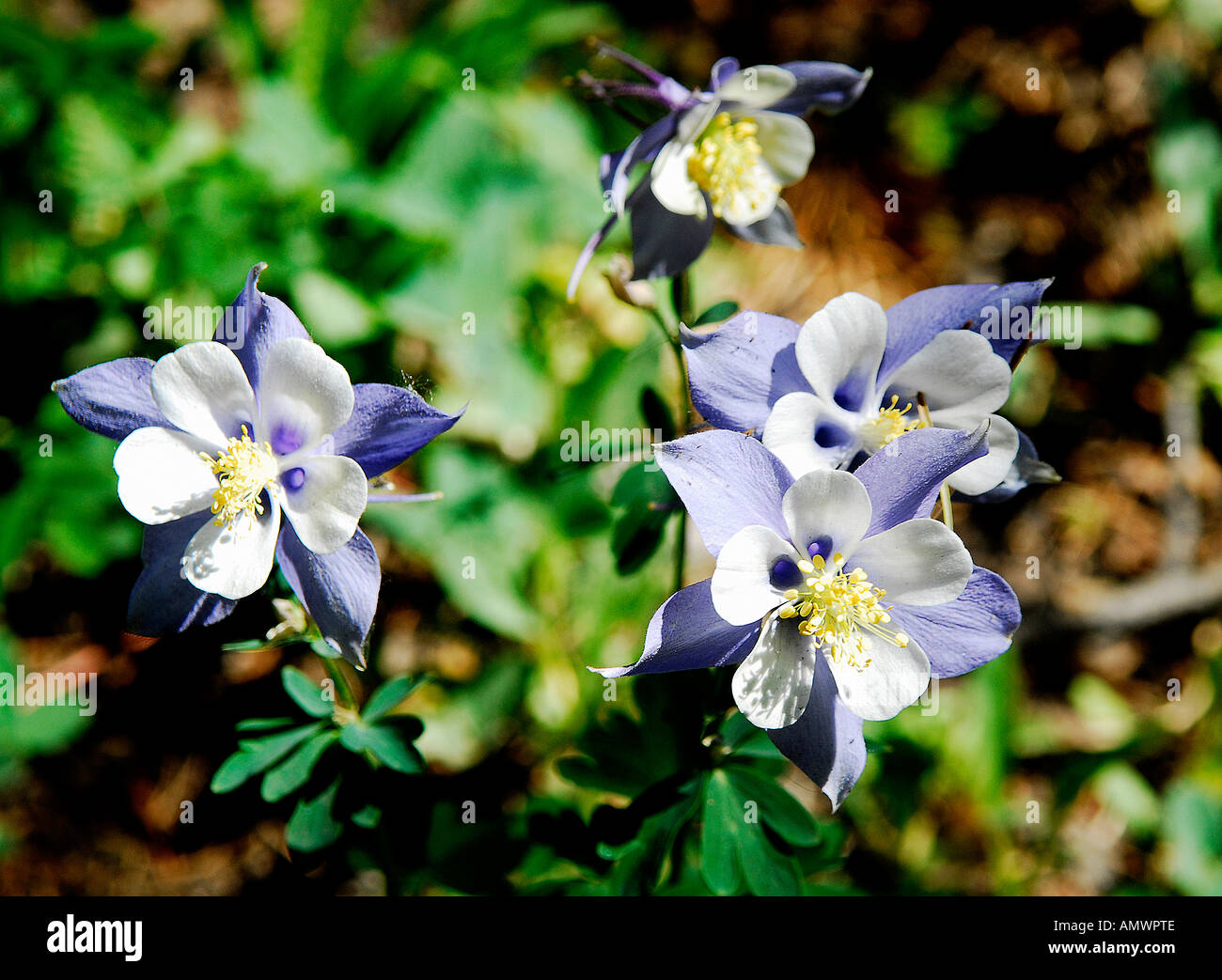 Blue Columbine flowers in Colorado USA North-America Stock Photo
