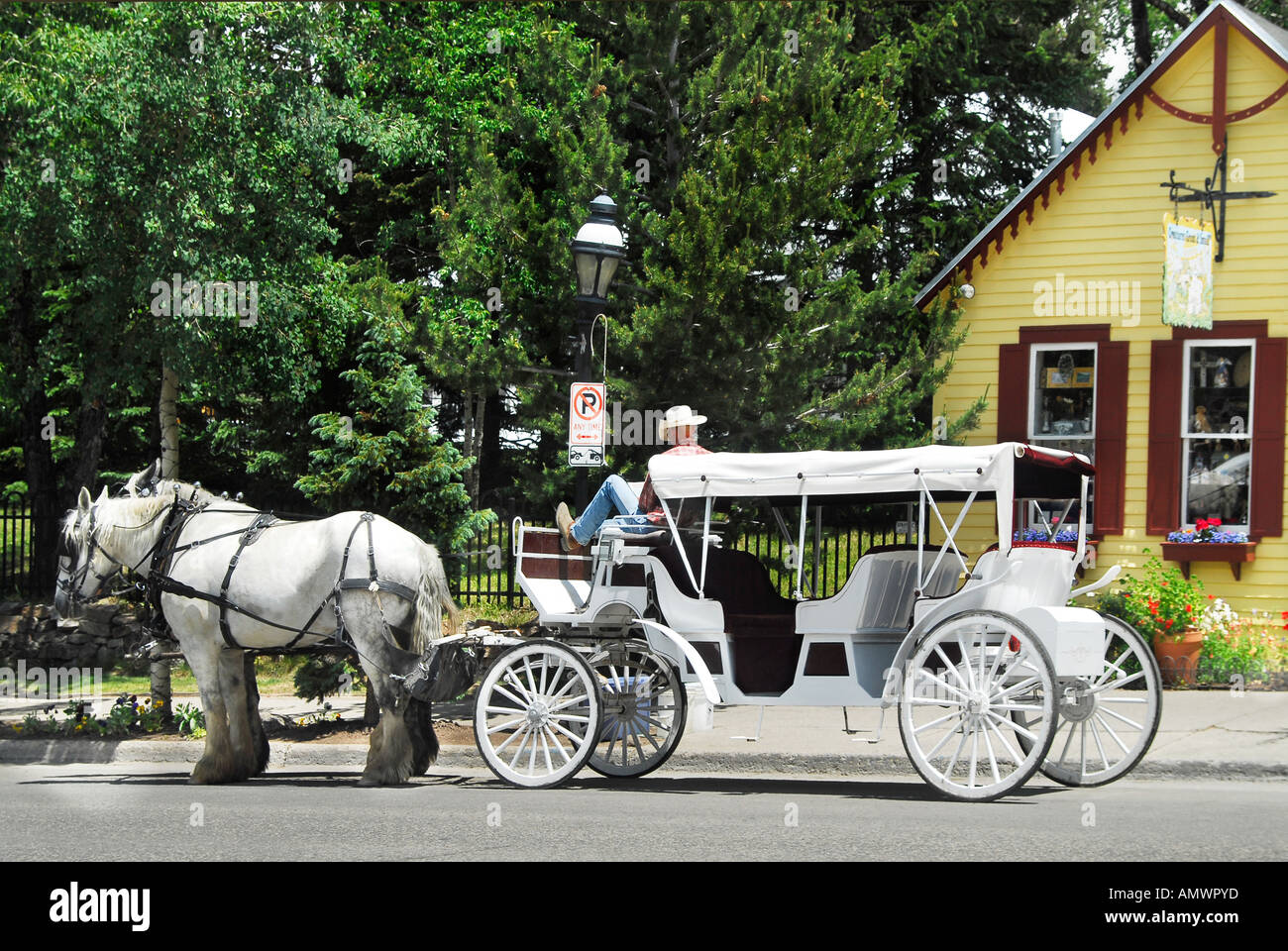 Cowboy reading newspaper while waiting to take tourists on ride in Horse drawn carriage in Breckenridge Colorado Stock Photo