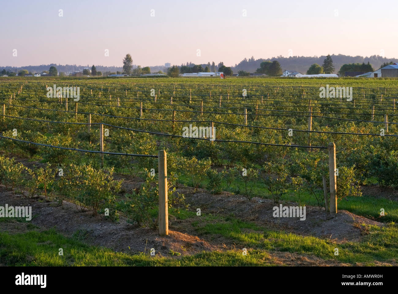 Young blueberry field showing raised irrigation hoses Abbotsford