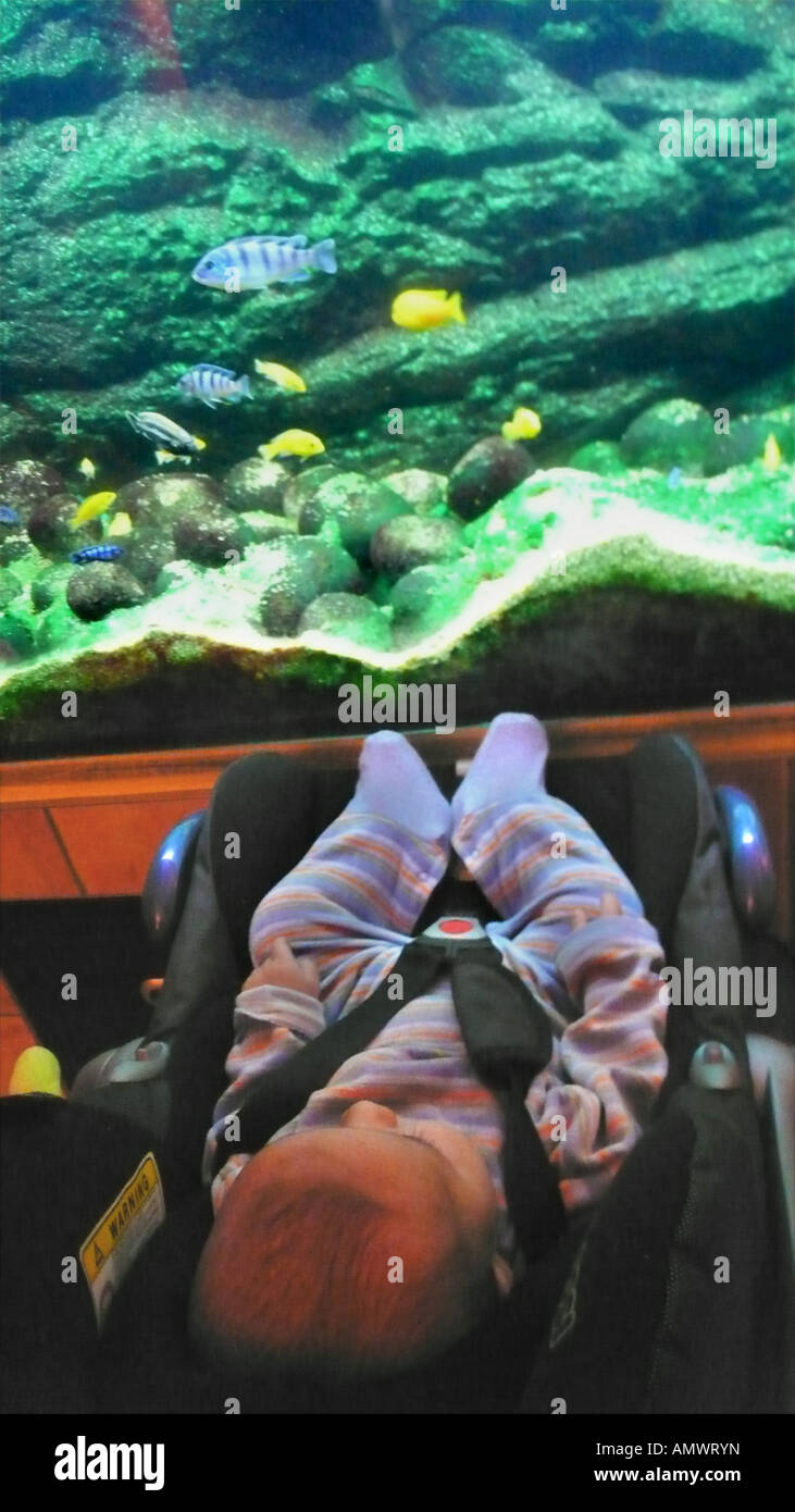 baby watching fishes in an aquarium Stock Photo Alamy