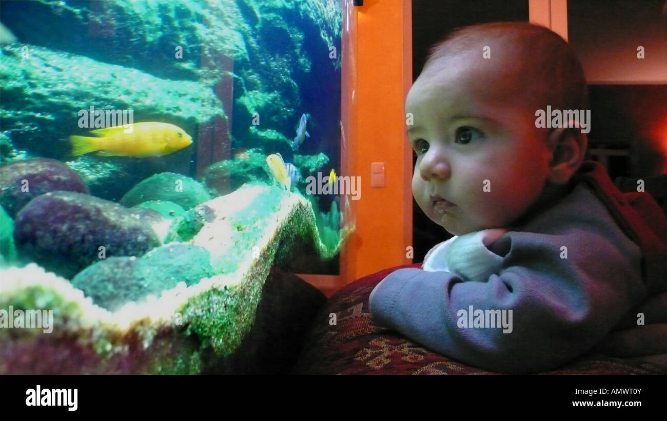 baby watching fishes in an aquarium Stock Photo Alamy