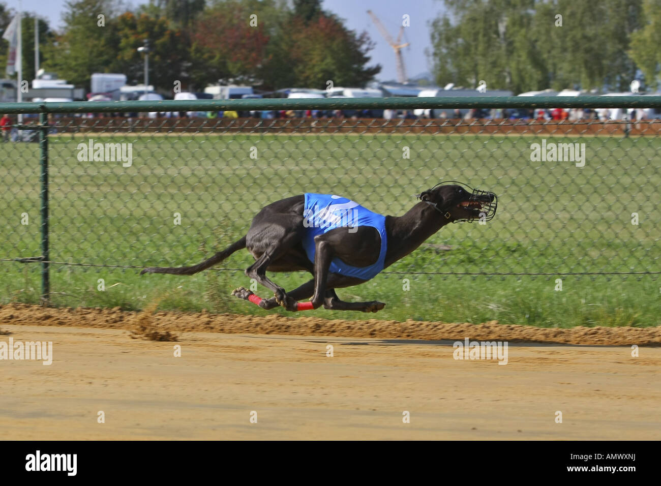 Greyhound racing side view hi-res stock photography and images - Alamy
