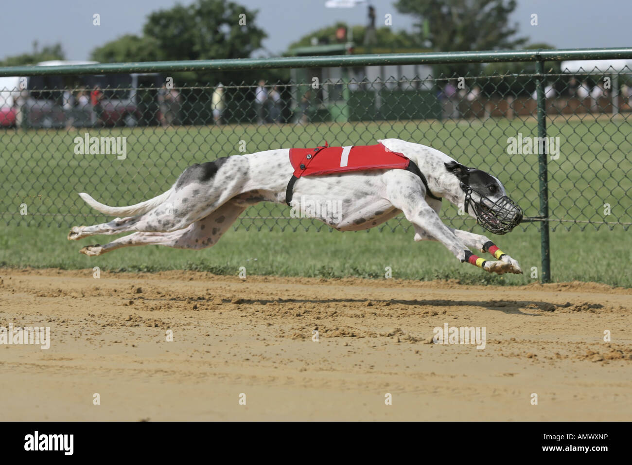 Greyhound racing side view hi-res stock photography and images - Alamy