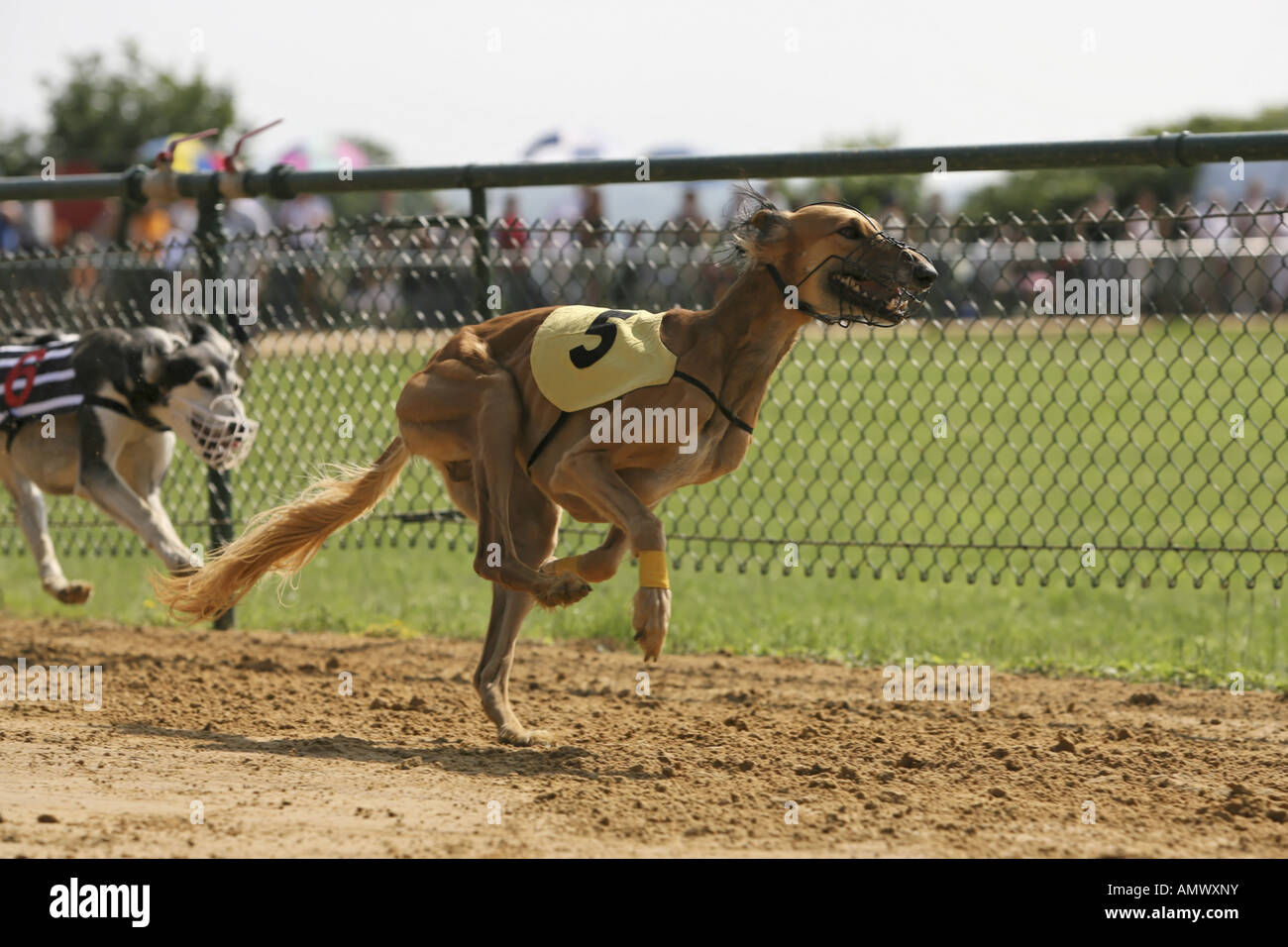 Contestants number numbers hires stock photography and images Alamy
