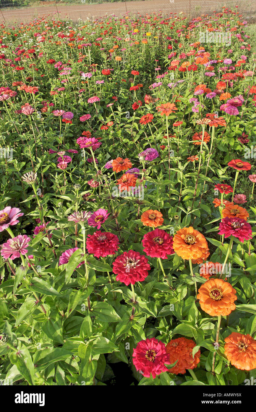 Zinnia, Youth-and-old-age, Common Zinnia (Zinnia elegans), flowerbed with blooming plants Stock Photo