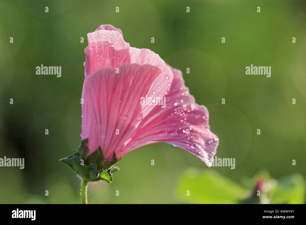 royal mallow (Lavatera trimestris 'Silver Cup', Lavatera trimestris Silver Cup), single blossom Stock Photo
