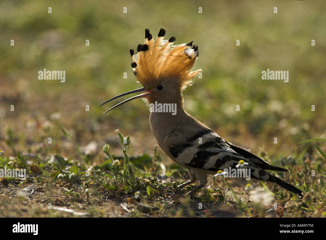 hoopoe (Upupa epops), on the ground with erected crest, Spain, Extremadura Stock Photo