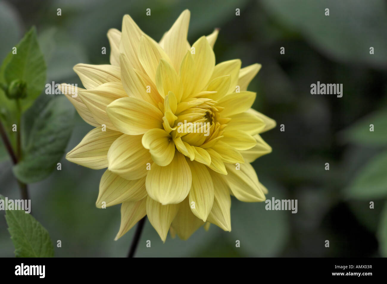 georgina (Dahlia spec.), blooming plant Stock Photo