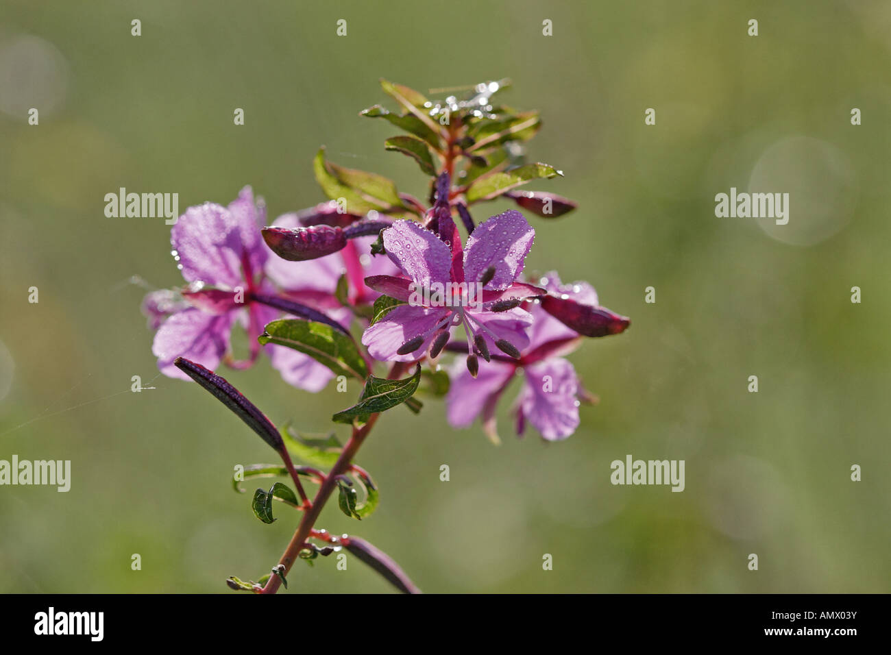 fireweed, blooming sally, rosebay willow-herb, great willow-herb (Epilobium angustifolium, Chamaenerion angustifolium), bloomin Stock Photo