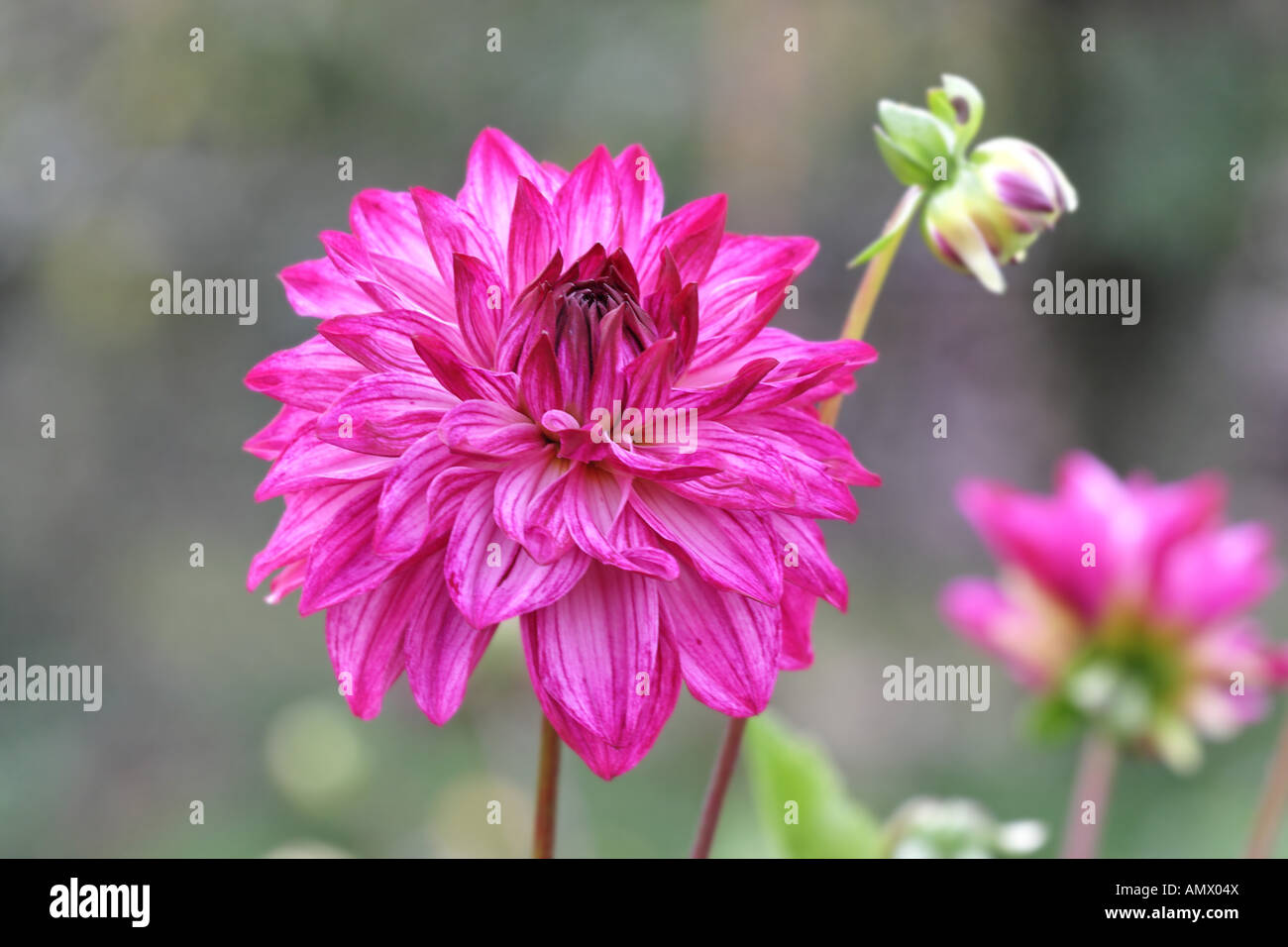 georgina (Dahlia spec.), blooming plant Stock Photo