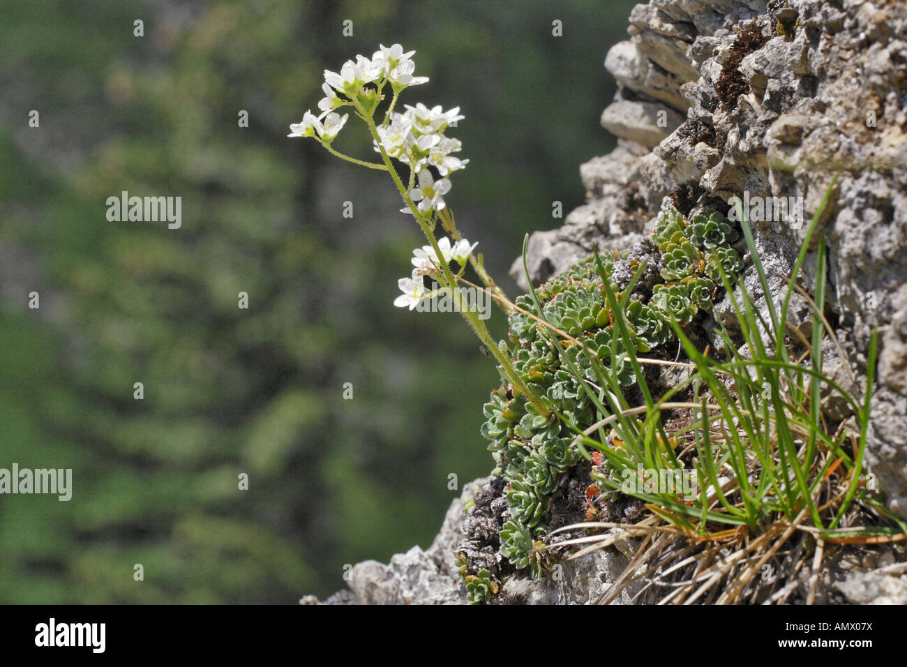 saxifrage, blue grass (Saxifraga, Sesleria), plants together at the top of the Alpspitz, Germany, Bavaria, Allgaeu, Nesselwang Stock Photo
