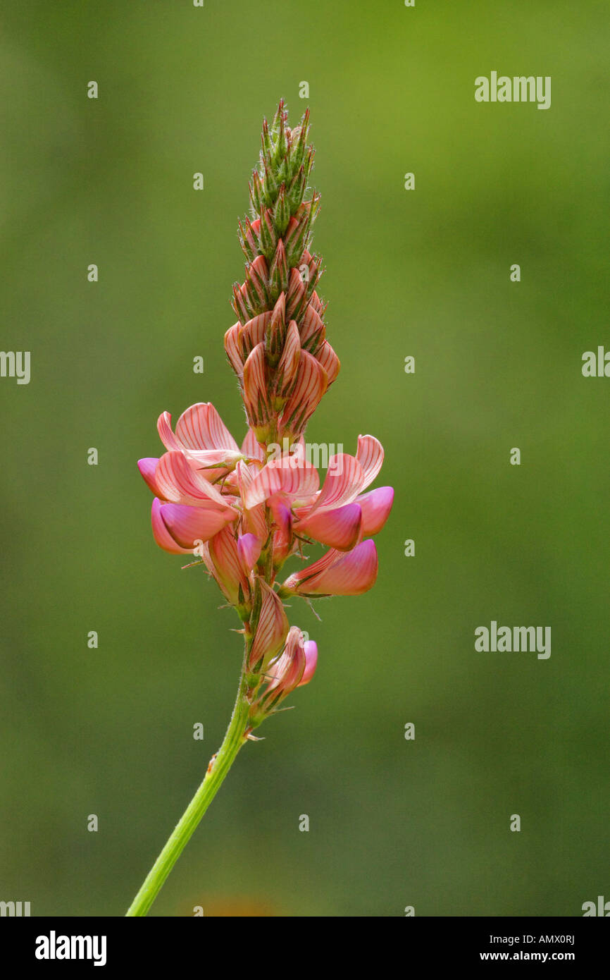 legume, onobrychis (Onobrychis montana), inflorescence, Germany, Bavaria, Allgaeu Stock Photo