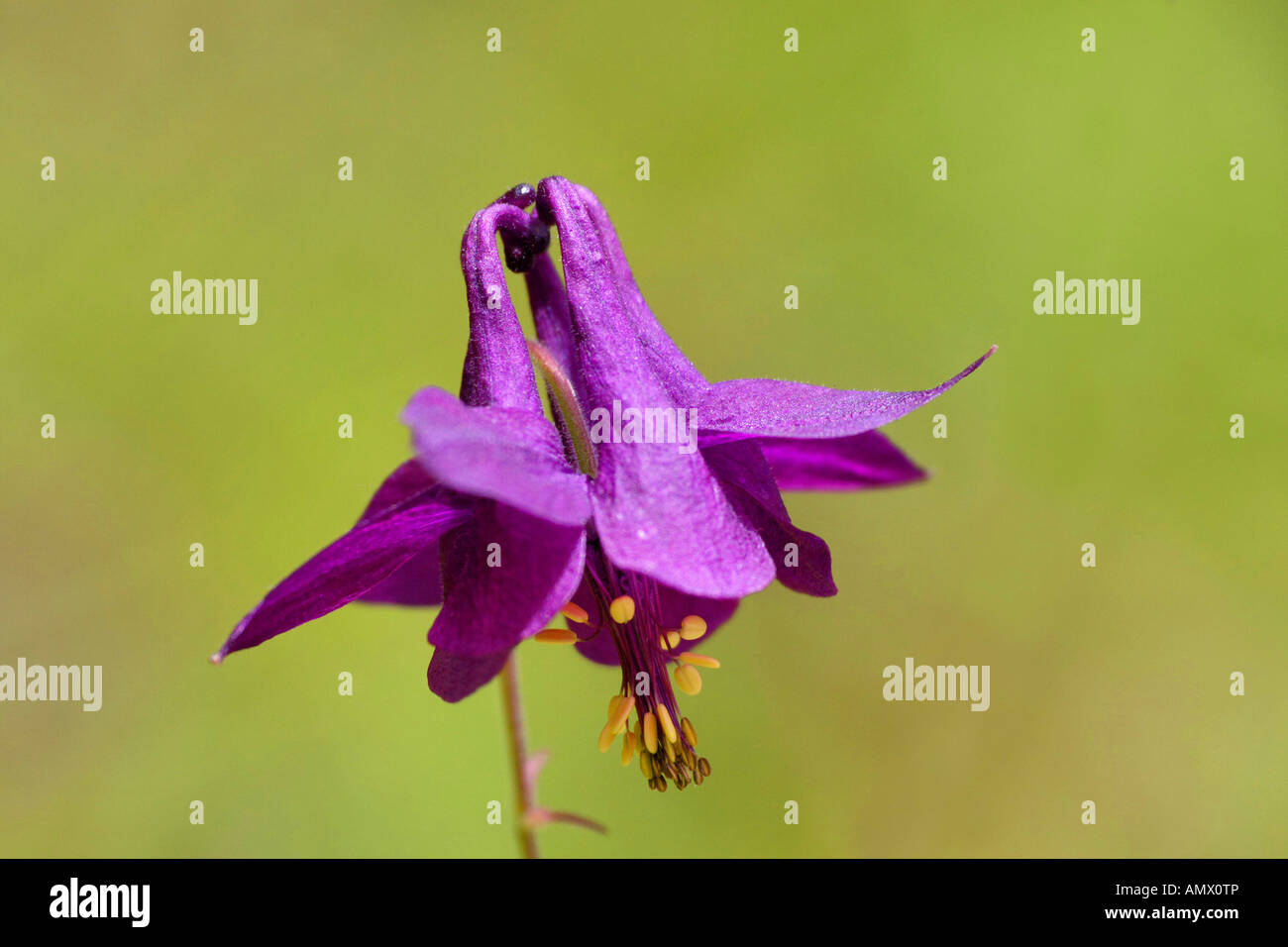 European columbine (Aquilegia vulgaris), flower, Germany, Bavaria, Allgaeu Stock Photo