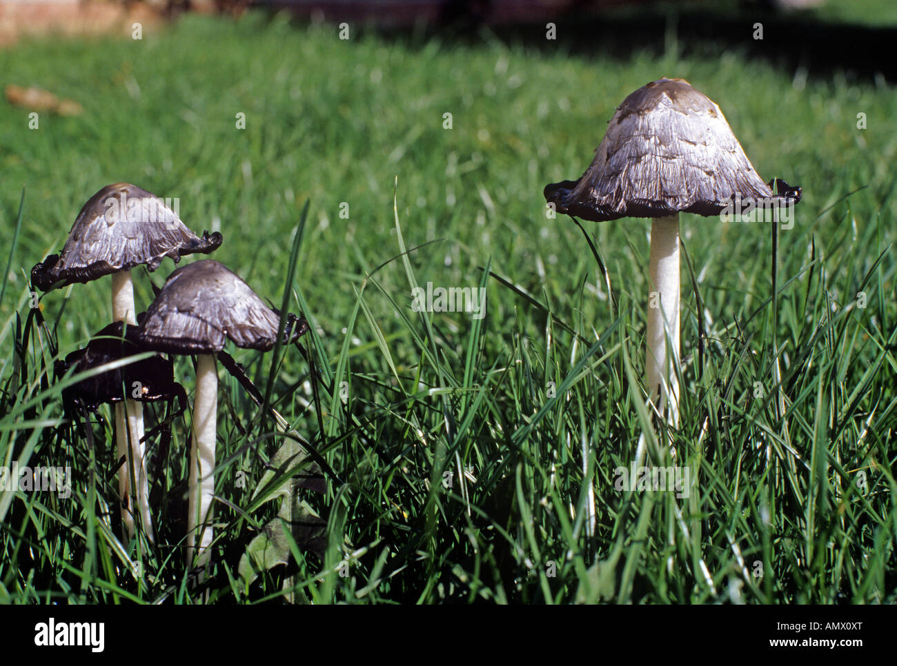 Shaggy Ink Cap mushrooms coprinus comatus Stock Photo