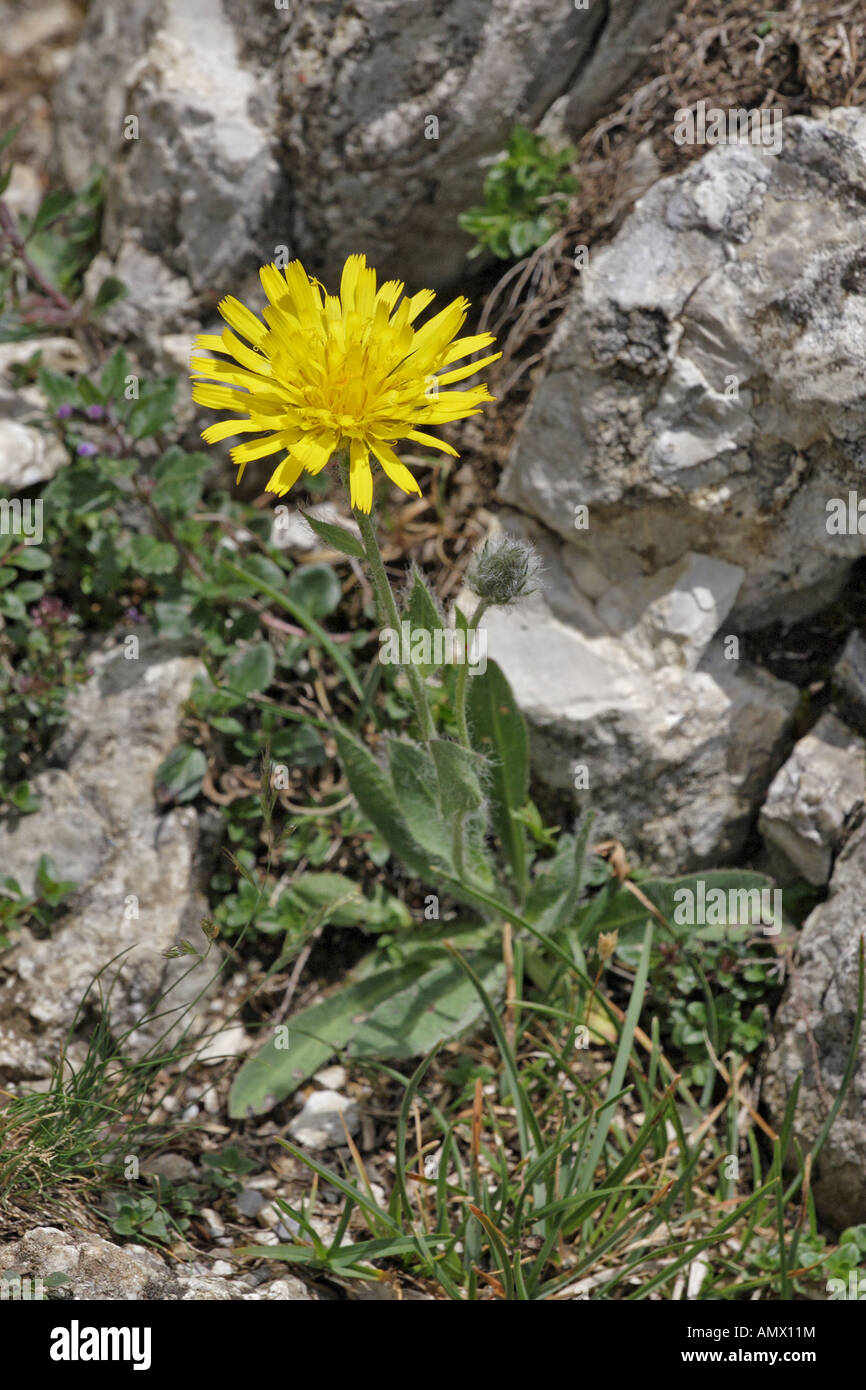 alp hawkweed (Hieracium alpinum), blooming single plant, Germany, Bavaria, Allgaeu, Nesselwang Stock Photo