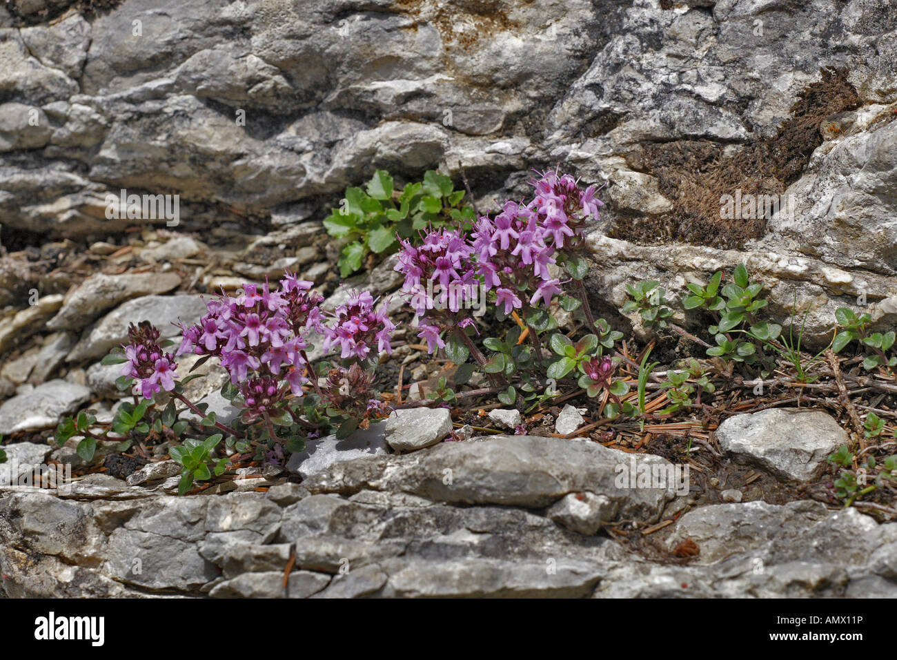 wild thyme, breckland thyme, creeping thyme (Thymus serpyllum agg.), bloomong plants between rocks, Germany, Bavaria, Allgaeu, Stock Photo