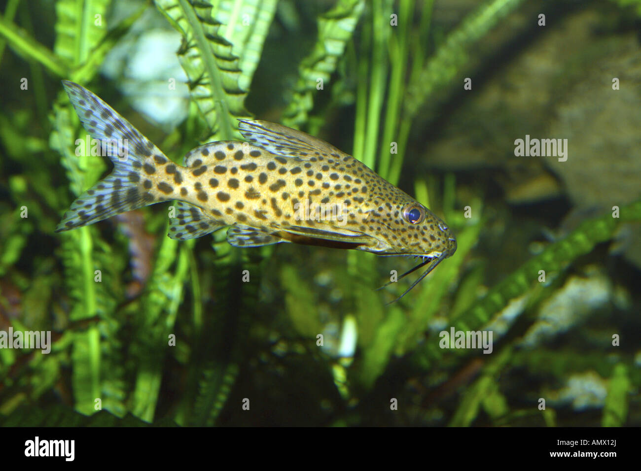 polka-dot African catfish, angel squeaker (Synodontis angelicus), in front of water plants Stock Photo