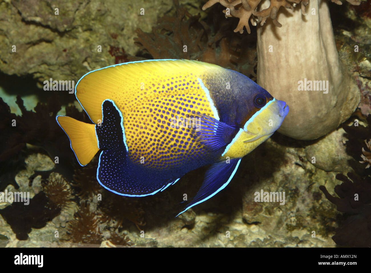 blue-girdled angelfish, majestic anglefisch (Euxiphipops navarchus, Pomacanthus navarchus), single individual Stock Photo