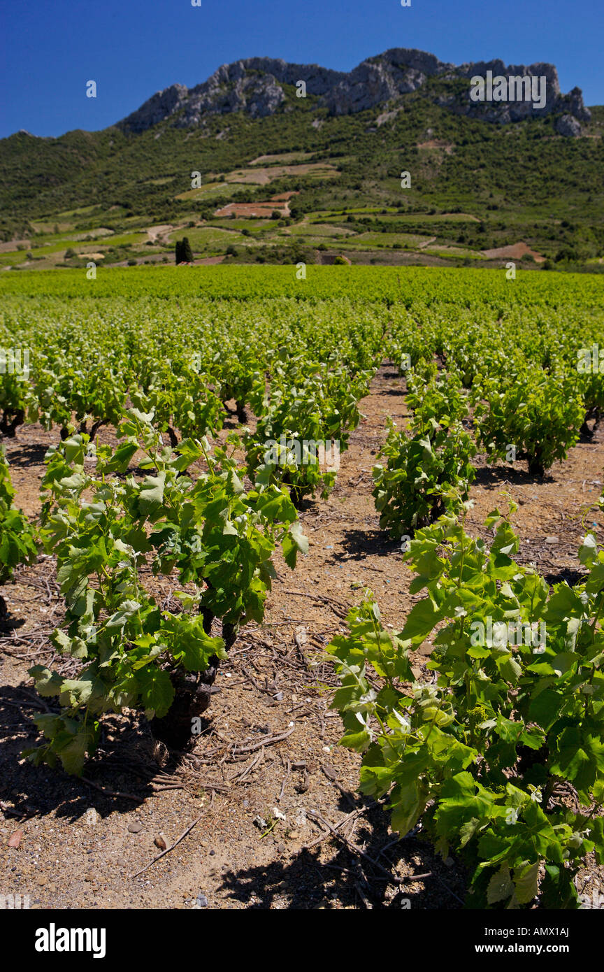 Vineyards along the wine roads near St Paul de Fenouilledes, Vin de Pays, France, Europe. Stock Photo