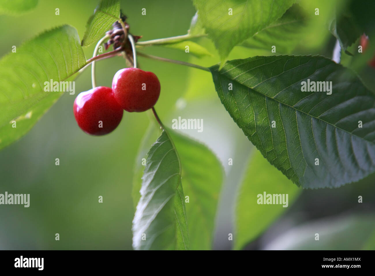 wild cherry, sweet cherry, gean, mazzard (Prunus avium), ripe fruits, Germany, Saxony Stock Photo