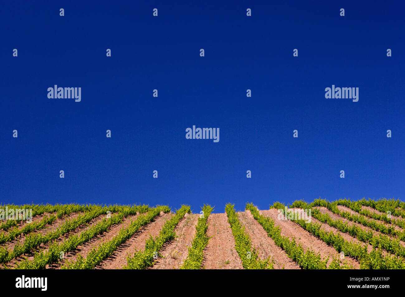 Vineyards along the wine roads near St Paul de Fenouilledes, Vin de Pays, France, Europe. Stock Photo