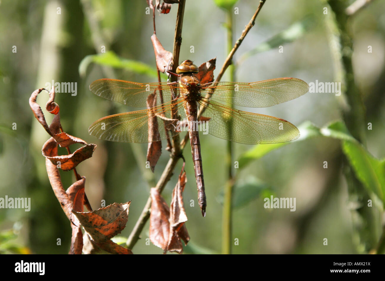 Brown Aeschna Hawker Dragonfly Aeschna grandis, Anisoptera Odonata Stock Photo