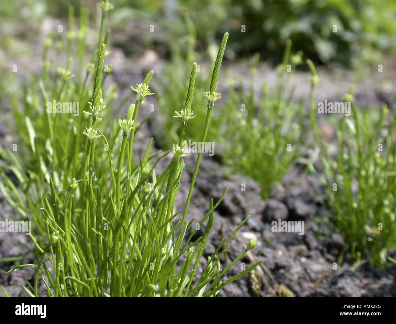 mousetail, common mouse-tail, least mouse-tail, tiny mouse-tail (Myosurus minimus), blooming plants Stock Photo