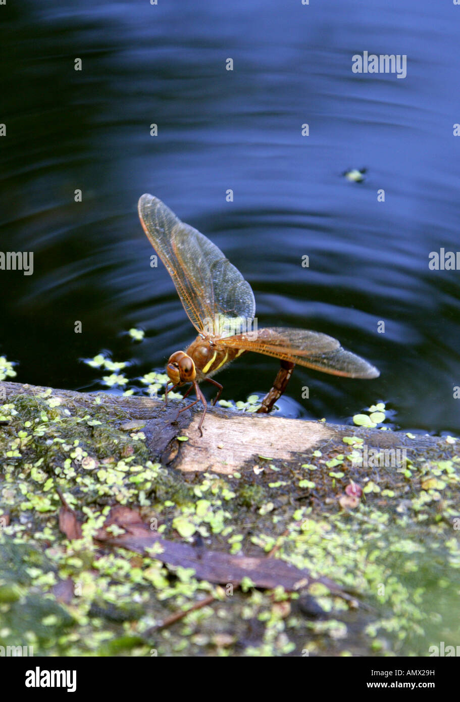 Brown Aeschna Hawker Dragonfly Aeschna grandis, Anisoptera, Odonata Stock Photo