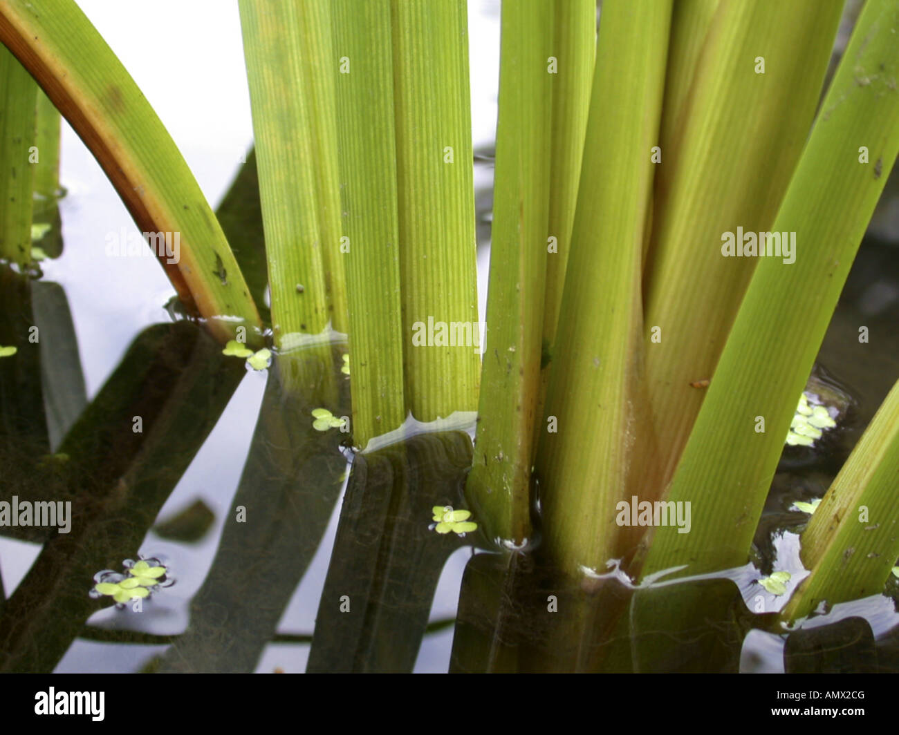 branched bur-reed (Sparganium erectum, Sparganium ramosum), stems Stock Photo
