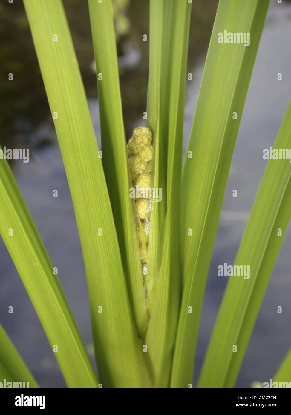 branched bur-reed (Sparganium erectum, Sparganium ramosum), young inflorescence Stock Photo