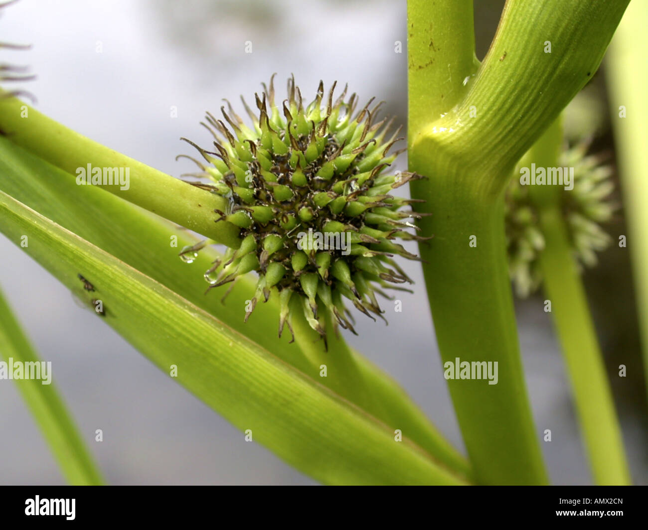 branched bur-reed (Sparganium erectum, Sparganium ramosum), fruiting Stock Photo