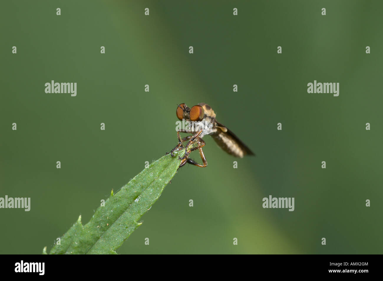 Close up of robber fly (Holocephala fusca) shows the extremely large ...