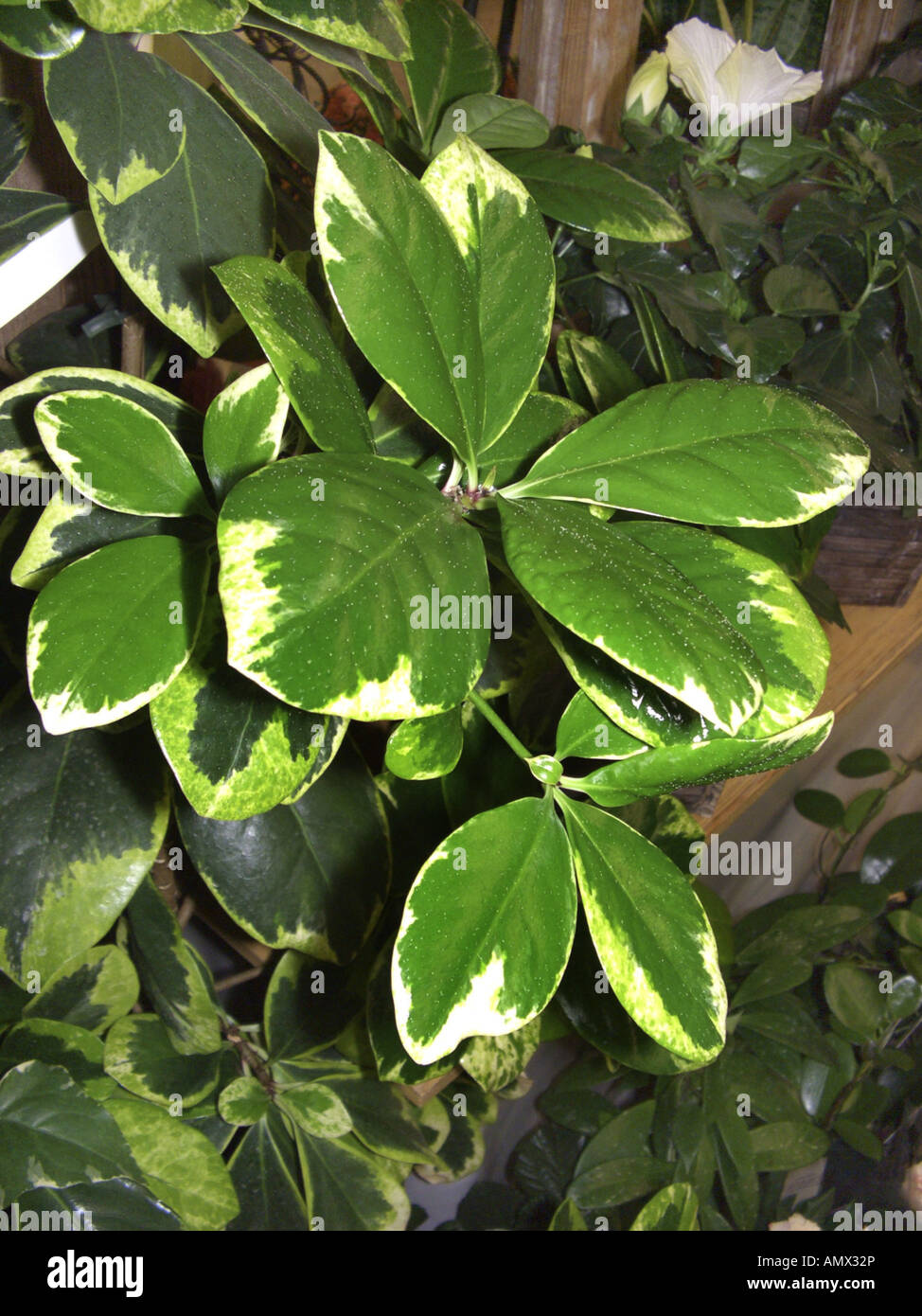karaka nut, New Zealand Laurel (Corynocarpus laevigatus 'Variegatus', Corynocarpus laevigatus Variegatus), leaves Stock Photo