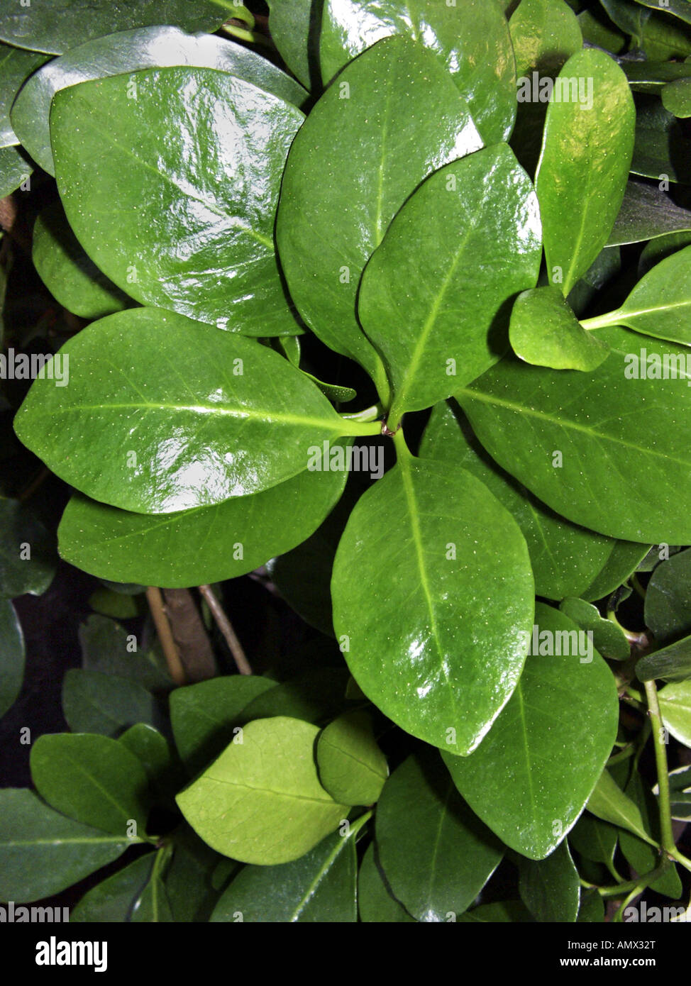 karaka nut, New Zealand Laurel (Corynocarpus laevigatus), leaves Stock Photo